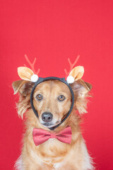 Cute brown dog dressed up as a reindeer with red background celebrating Christmas