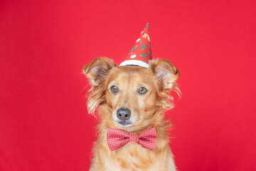 Cute brown dog wearing a Christmas hat and celebrating the new year with red background looking at the camera.