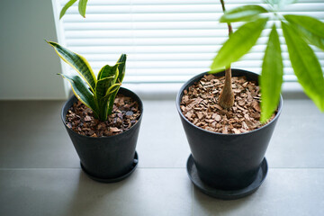 室内に置かれた鉢植えの観葉植物