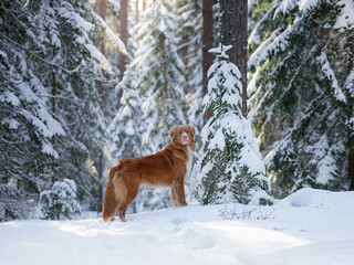 Nova scotia duck tolling retriever in a snowy forest. Pet outdoors in nature