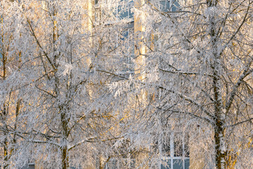 Winter landscape of frosty trees, house in city