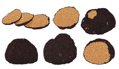 Black truffles isolated on a white background. Fresh sliced truffle. Delicacy exclusive truffle mushroom. on white background, vector illustration
