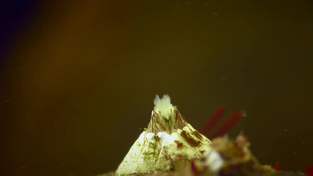 Barnacle or Bay Barnacle (Amphibalanus improvisus) begins to move its legs to filter water, extreme close-up, rear view.