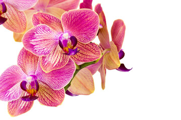 Beautiful orange orchid  - phalaenopsis © Mira Drozdowski