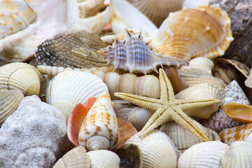 sea shells background