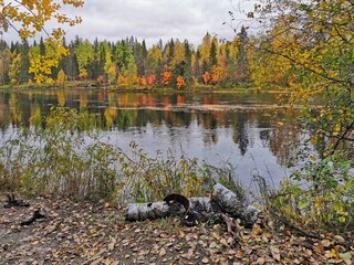 Autumn landscape in Paanajarvi National Park, Karelia. Colorful trees on banks of Olanga river and a couple of logs.