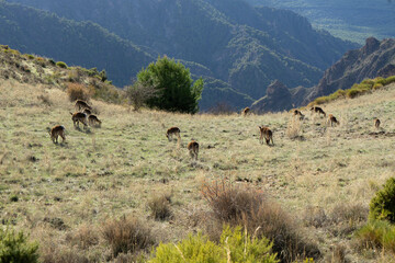 Cabras de monte en Sierra Nevada