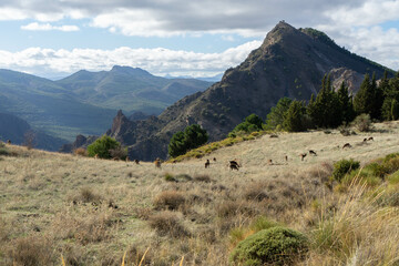 Fototapeta na wymiar Cabras de monte en Sierra Nevada