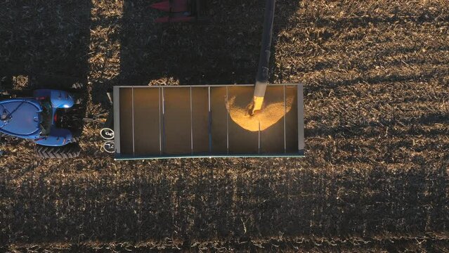 Top view of combine loading off ripe corn grains into tractor trailer. Aerial shot of farmland during harvesting process. Flying over agricultural machinery working at field. Farming concept. Slow mo