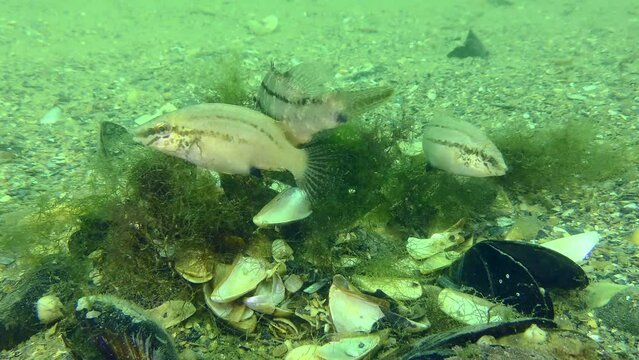 Reproduction Gray wrasse (Symphodus cinereus): male and female perform an intricate dance over the nest, while laying eggs.
