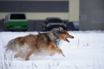 sheltie dog in snow runs