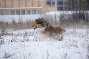 sheltie dog in snow runs