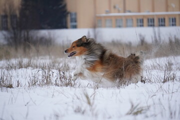sheltie dog in snow runs