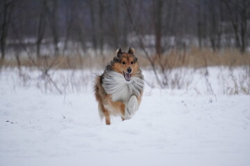sheltie dog in snow runs