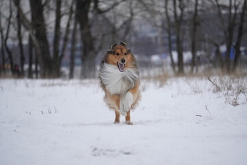 sheltie dog in snow runs