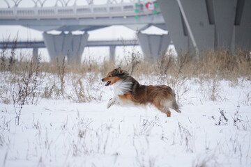 sheltie dog in snow runs
