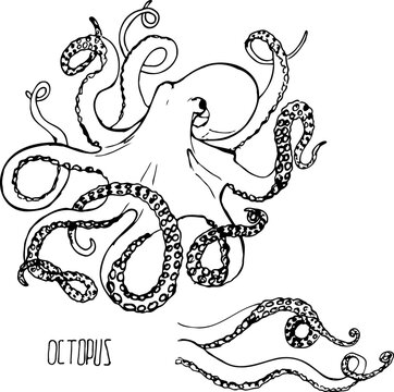 Octopus black and white vector set isolated on a white background.