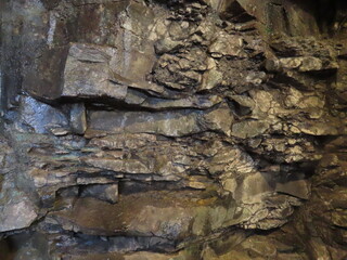 bark of a tree