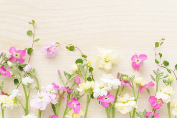Naklejka na ściany i meble 冬から春の花「ストック」の花背景