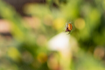 neoscona oaxacensis araña de jardin color amarillo 
