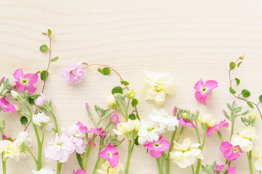 冬から春の花「ストック」の花背景