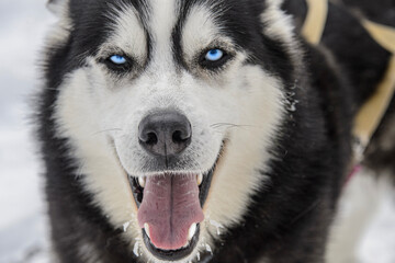 siberian husky dog