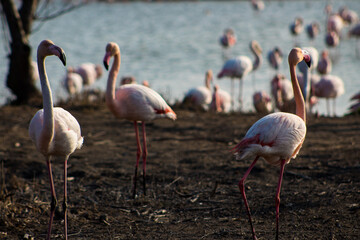 Group of flamingos searching for food with a lake on background