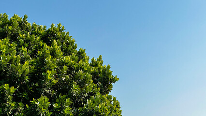 Texture of tree leaves on blue sky background