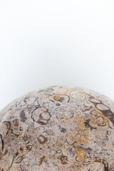 Multiple fossils embedded in polished stone on white backgroun with negative space for copy.