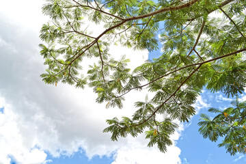 Green leaves on a tree against a white cloud background