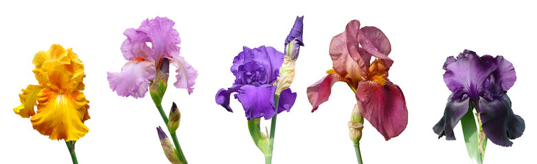 Fleurs d'iris de différentes couleurs