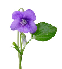 Fleur de Violette	