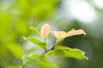 Natural green leaves plants using as spring background cover page greenery environment ecology wallpaper