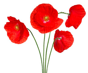 Obraz premium Coquelicots 