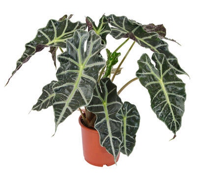 Alocasia polly	