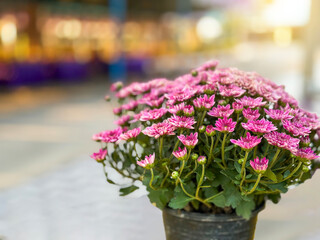 Purple Chrysanthemum flowers soft and selective focus