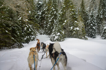 horses in snow