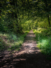 Obraz premium forêt