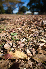 茶色く枯れて落ちて降り積もった落ち葉