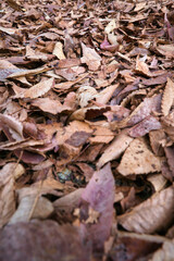 茶色く枯れて落ちて降り積もった落ち葉