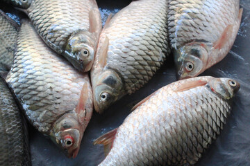 Much Fresh fish Carp. Catch of carp fishes