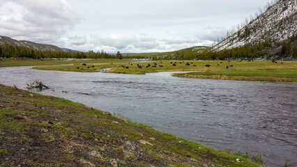 Fototapeta premium Yellowstone