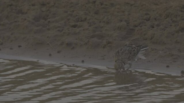 Calandra lark or Melanocorypha calandra drinking. 4K slow motion ProRes