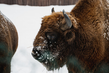 European bison in the snow.