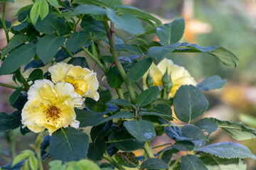 Yellow rose plant. White and yellow bloom, dark center with dark green leaves and stems. Blurred background