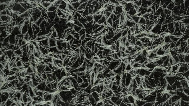 Plant roots growing in soil timelapse