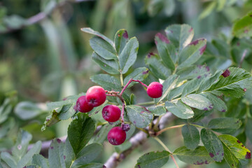 Red rowan berries in bunches of pink color. Green leaves with a brown bunch. Blurred background