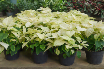 White Poinsettias on sale, symbol of Christmas