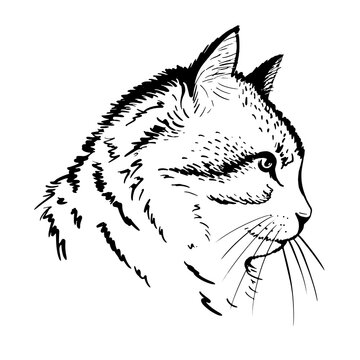 Portrait of a muzzle of a realistic cat in profile. Line art. Template. Close-up. Clip art. Hand Painting. Ink. Black and white. Vector cut. Silhouette. 