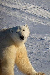Obraz na płótnie Canvas Closeup of a polar bear or ursus maritumus on a sunny day with snow in the background, near Churchill, Manitoba Canada